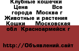 Клубные кошечки › Цена ­ 10 000 - Все города, Москва г. Животные и растения » Кошки   . Московская обл.,Красноармейск г.